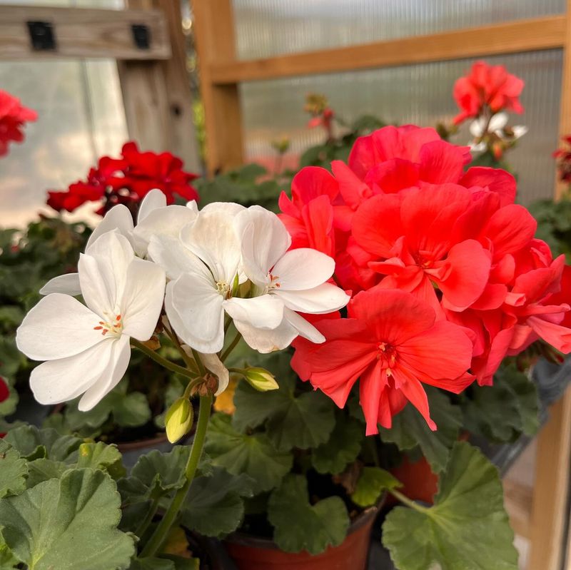 Geraniums (Pelargoniums)