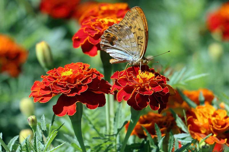 Hybrid French Marigolds