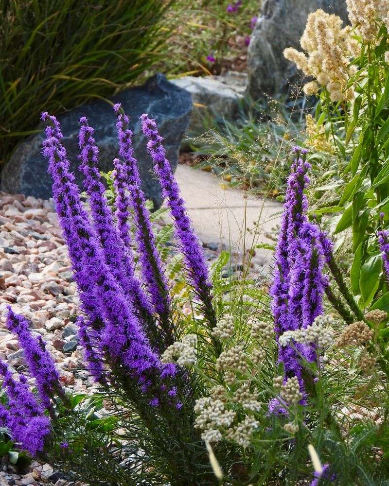 Liatris
