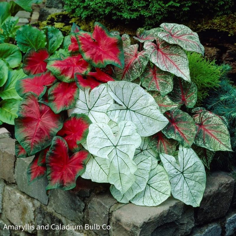 Caladium - Tropical Flair for Shade Gardens