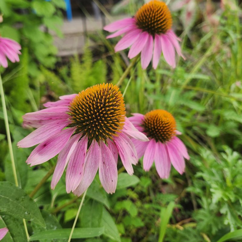Coneflowers: Native Prairie Charm
