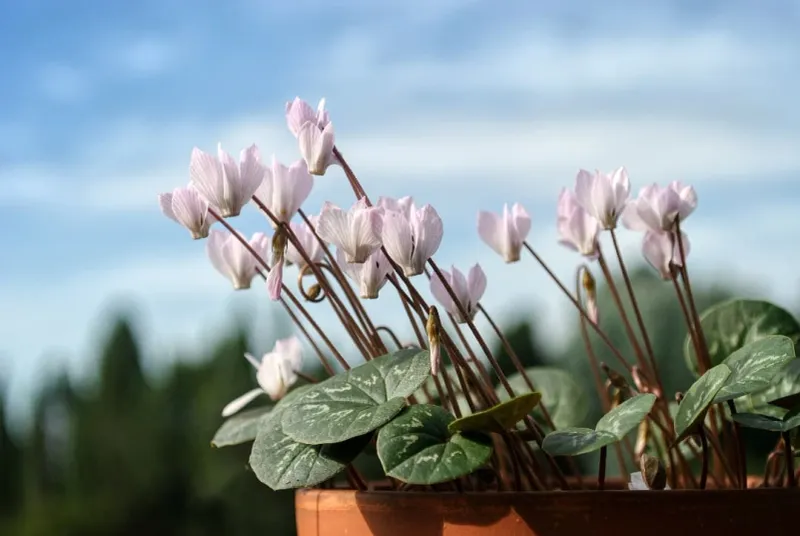Cyclamen