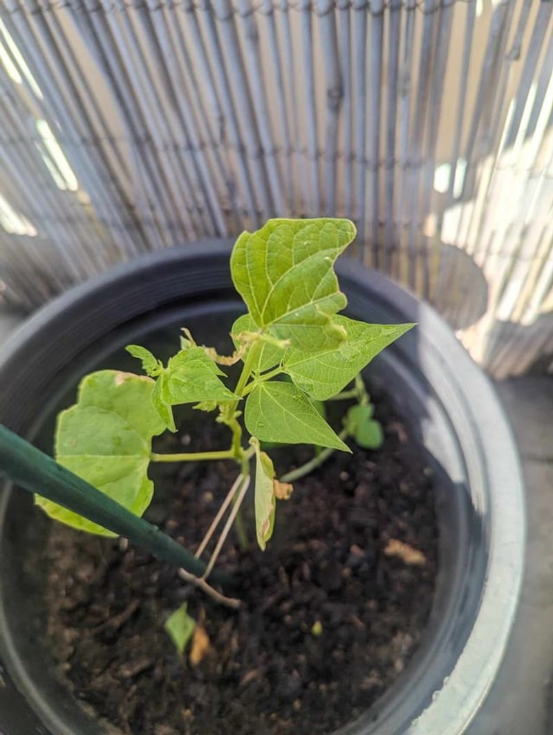 Dwarf Beans