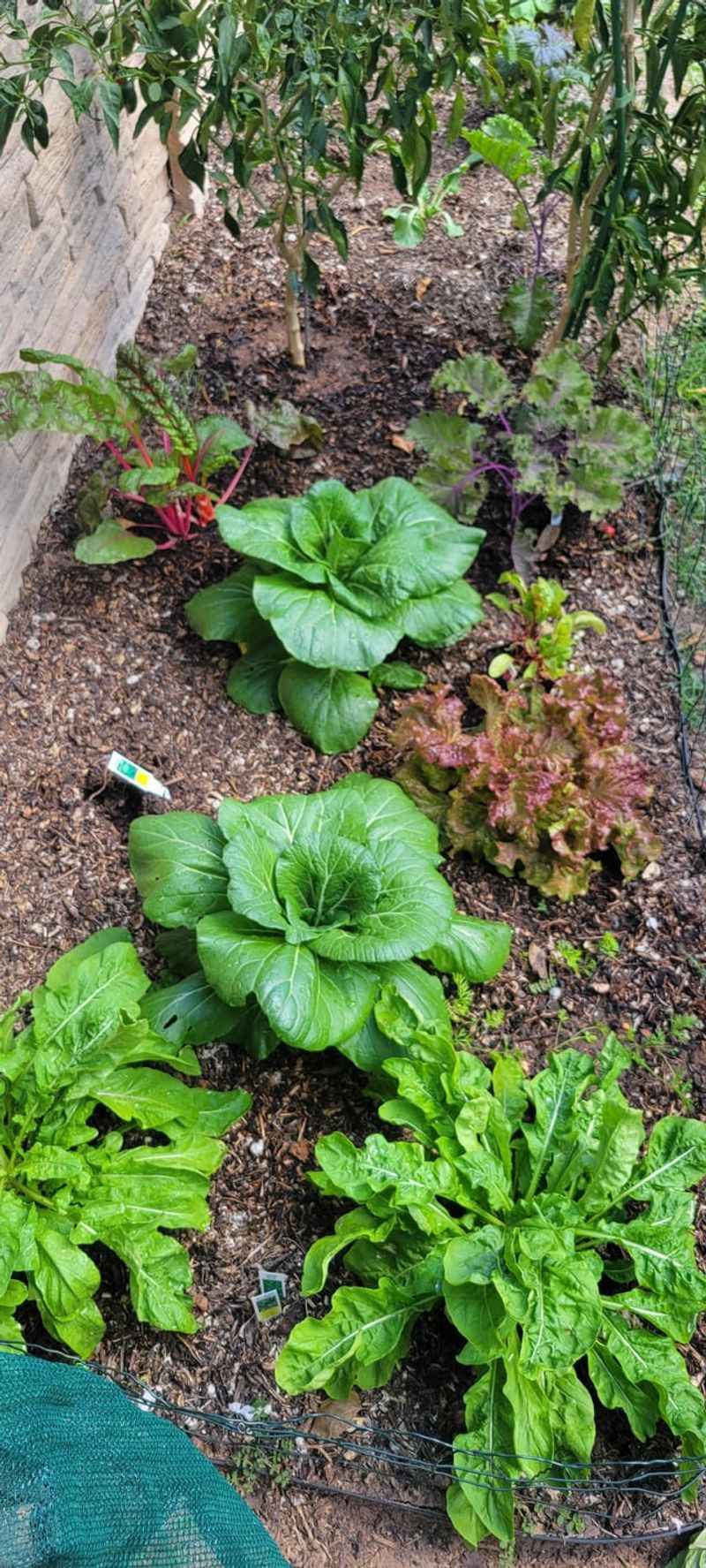 Leafy Greens - Quick and Productive