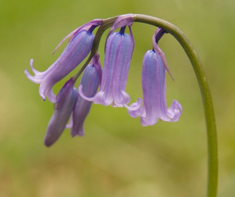 Flower Arrangement Along the Stem