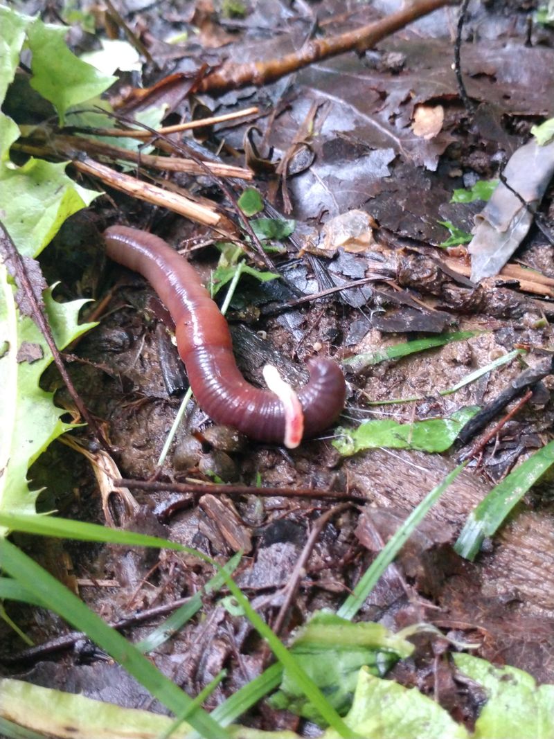 Soil-Building Earthworms