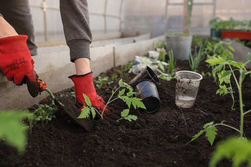 Humic Acid