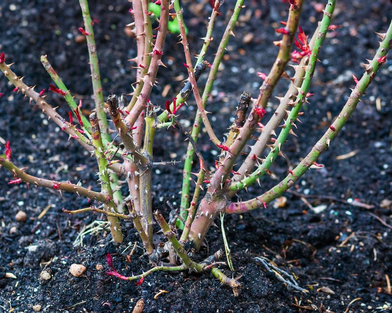 Winter Pruning Differs From Deadheading