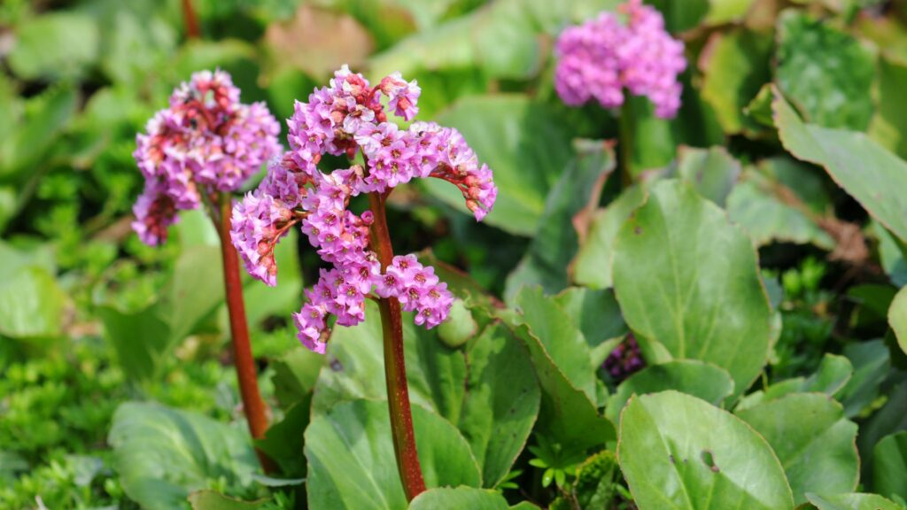 Bergenia