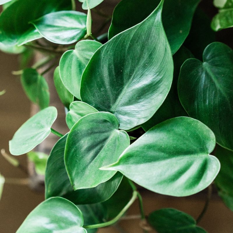 Philodendron