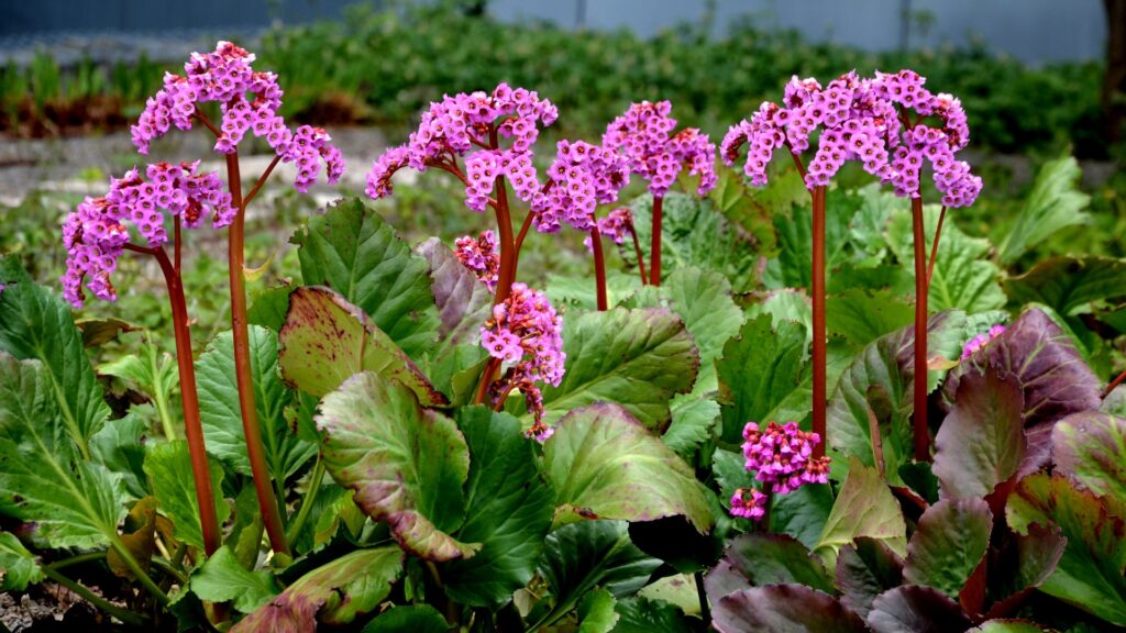 bergenia flower