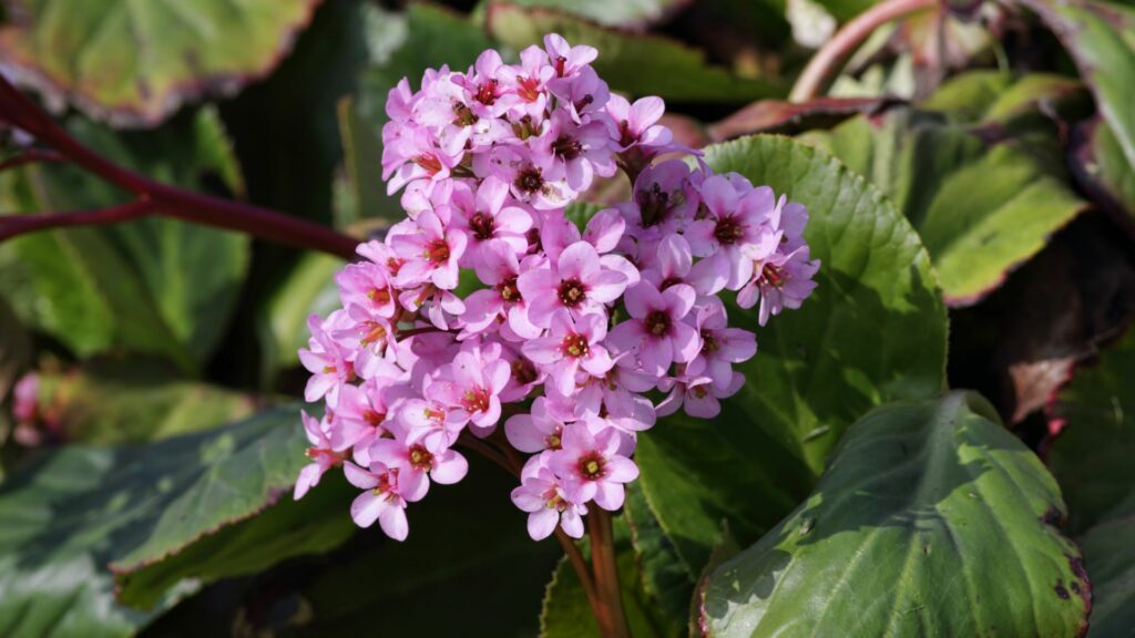 Bergenia (Pigsqueak)
