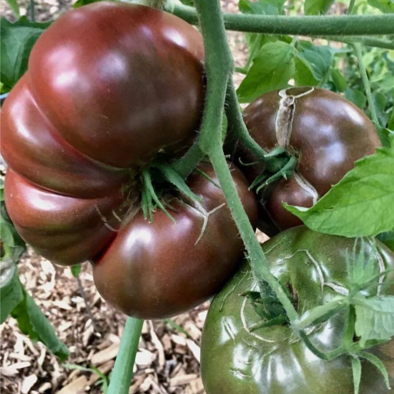 Cherokee Purple