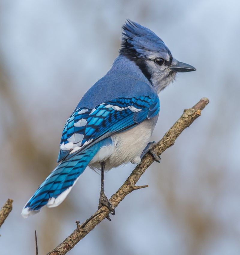 Seed-Caching Jays Create Oak Forests