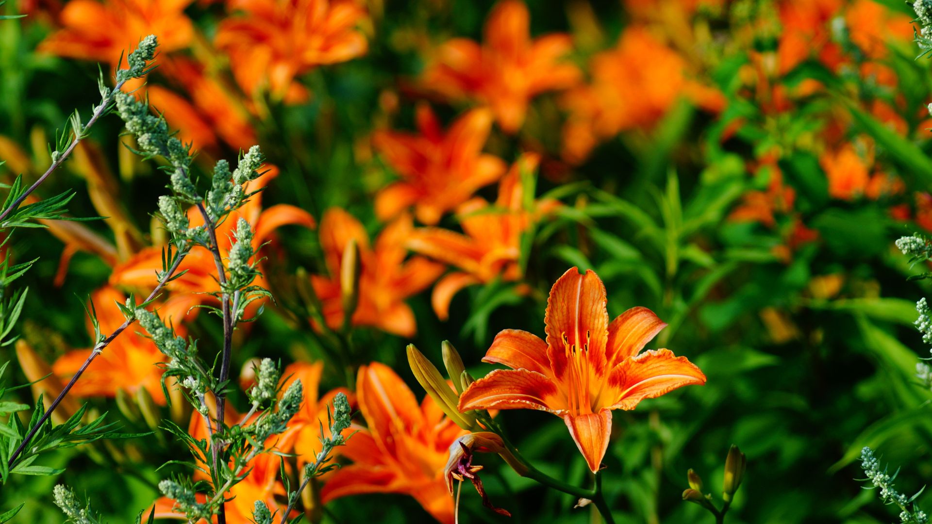 15 Amazing Perennials For A Hassle-Free Yard (And 4 Secret Favorites Even Experts Love)