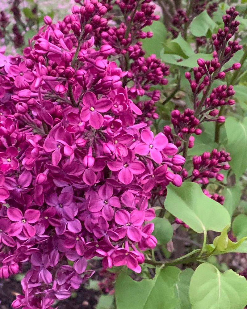 Declaration Lilac
