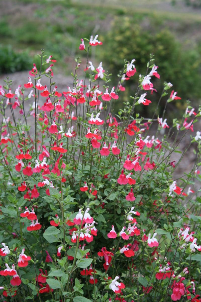 Salvia 'Hot Lips'