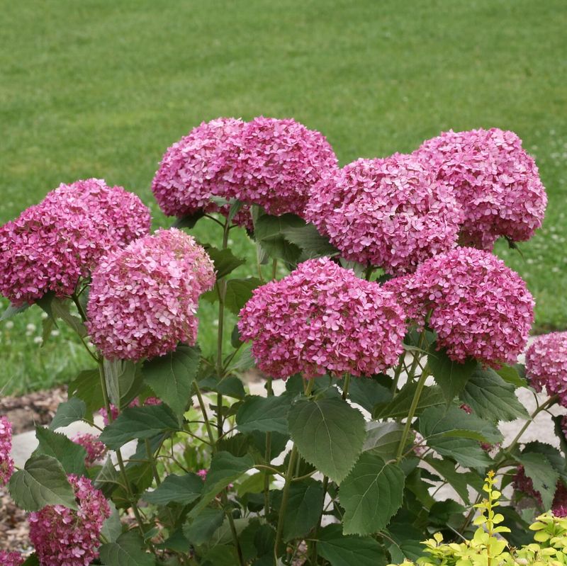 Invincibelle Spirit Hydrangea