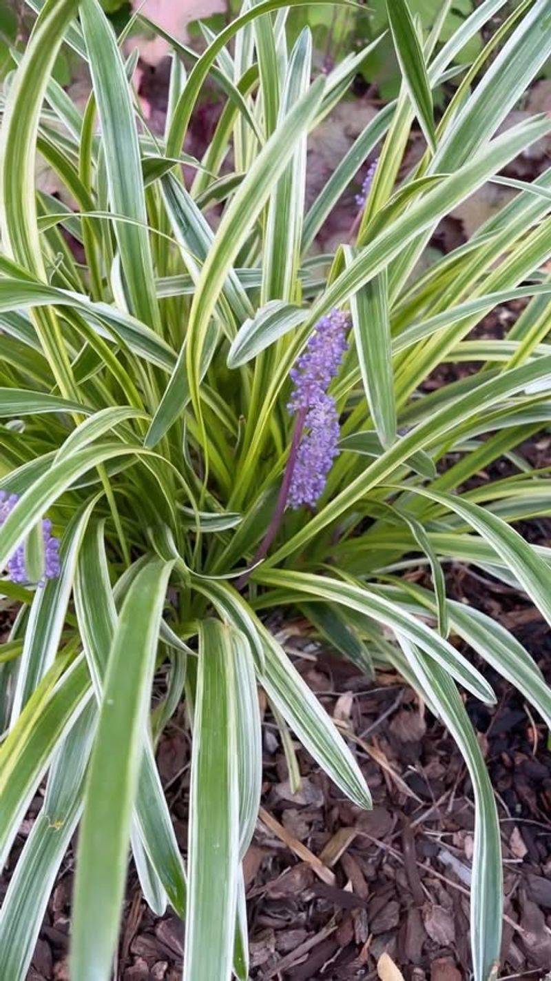 Liriope (Lily Turf)