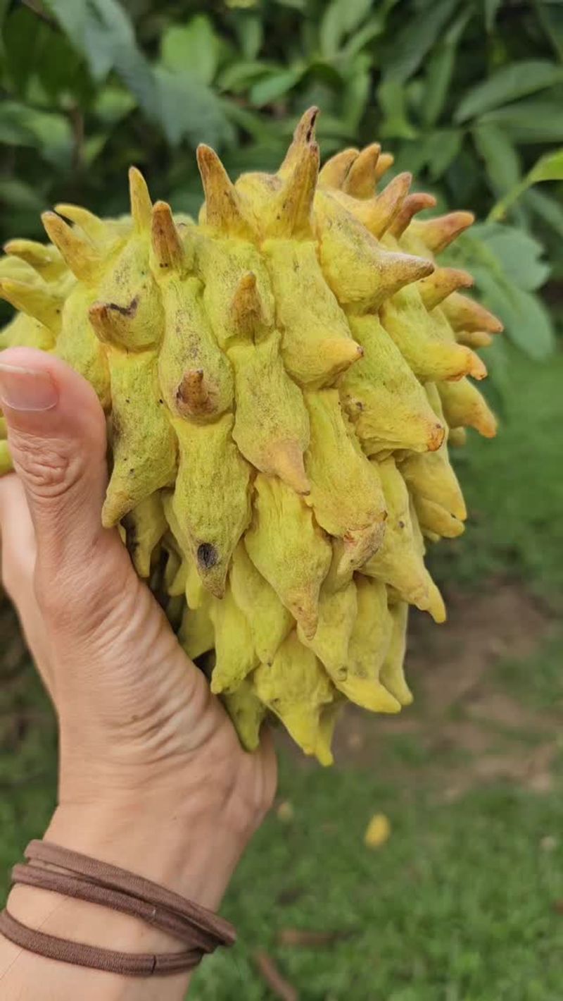Rollinia
