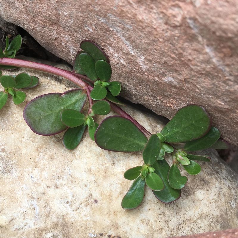 Purslane (Portulaca oleracea)