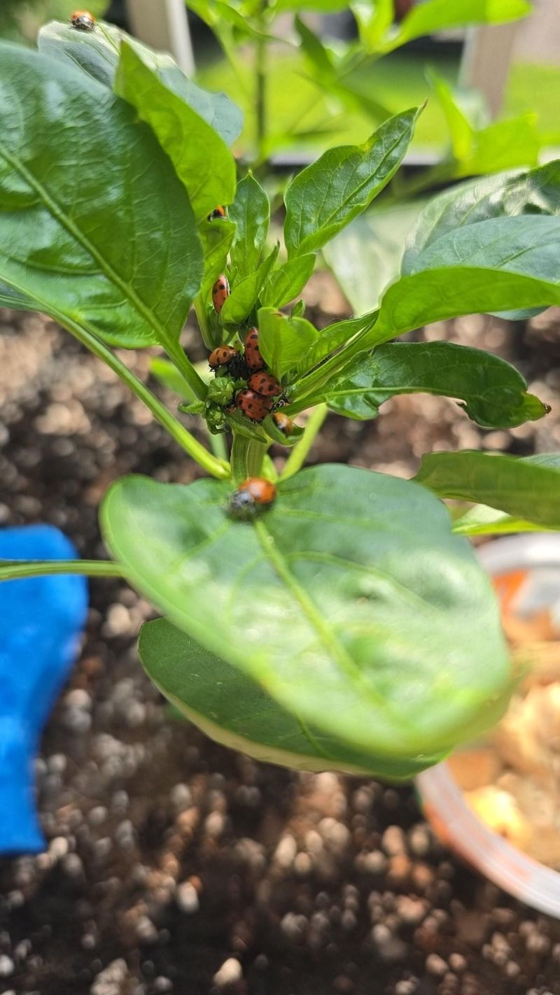 Winter Pest Prevention