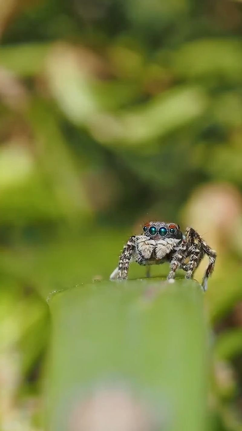 Evolutionary Marvels