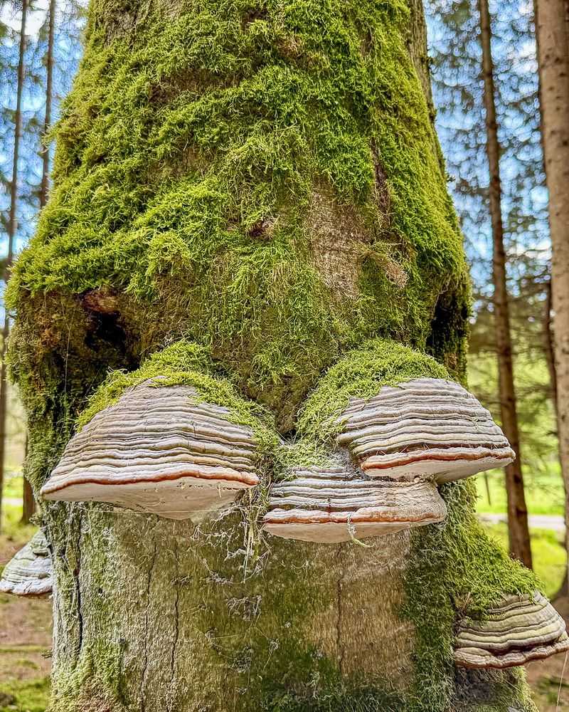 Tinder Fungus (Fomes fomentarius)
