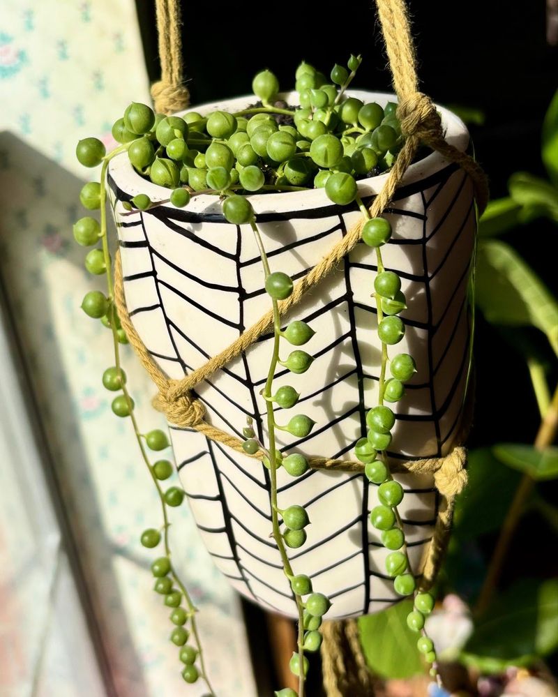 String of Pearls