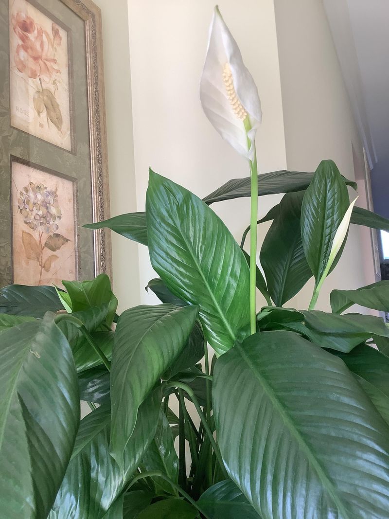 Peace Lily (Spathiphyllum)