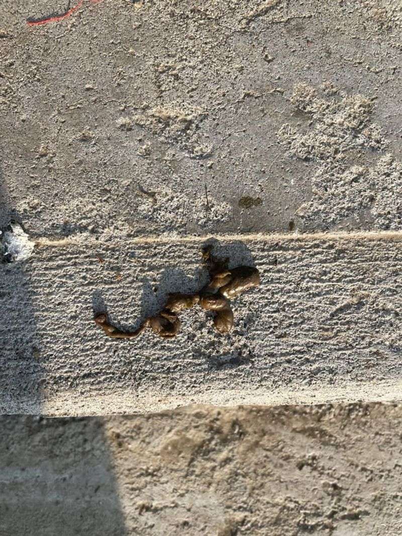Clustered Snake Droppings