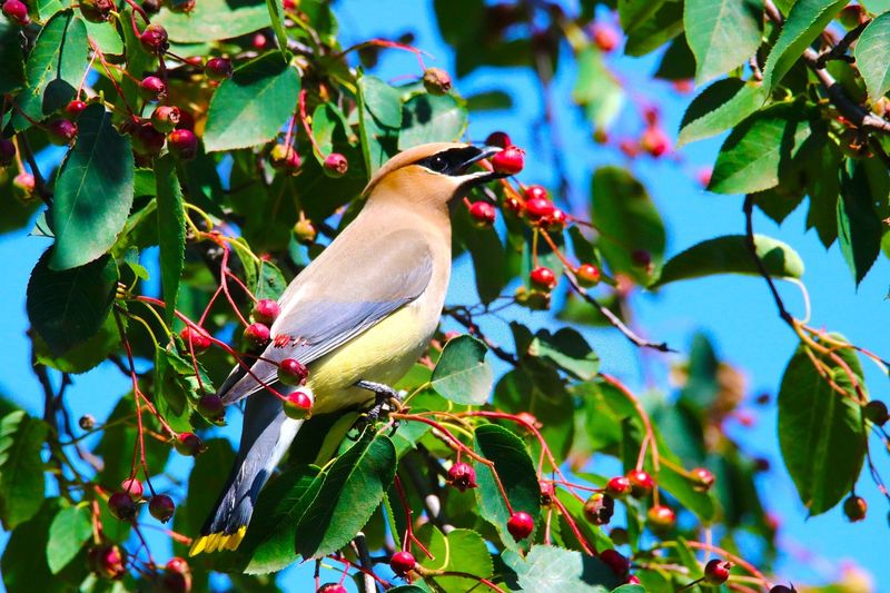 Native Berry-Producing Shrubs