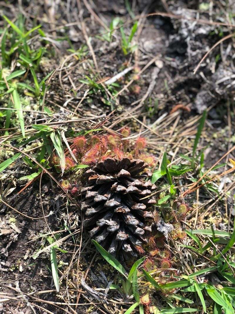 Microhabitat Creation