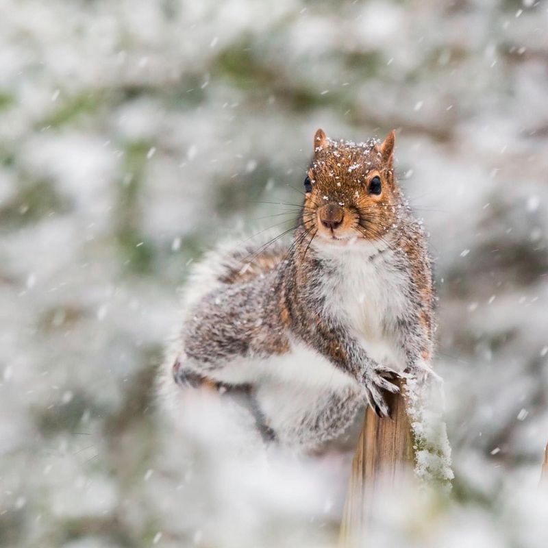 Winter Wildlife Viewing
