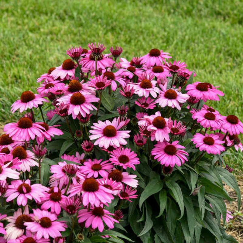 Low-Maintenance Entrance Beautifiers