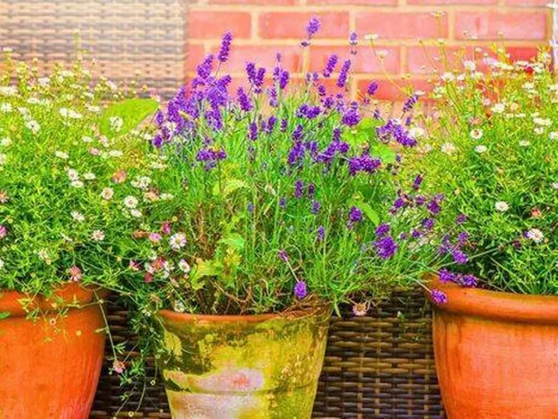 Eco-Friendly Fertilizer Alternative