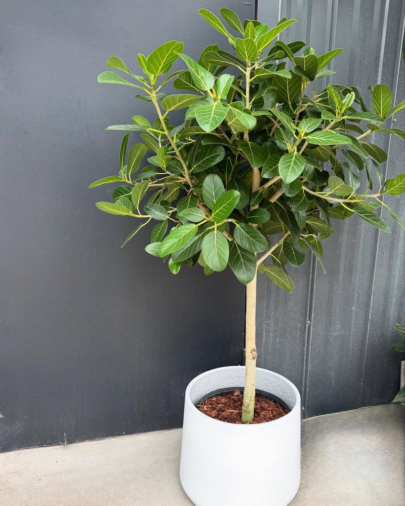 Ficus Audrey
