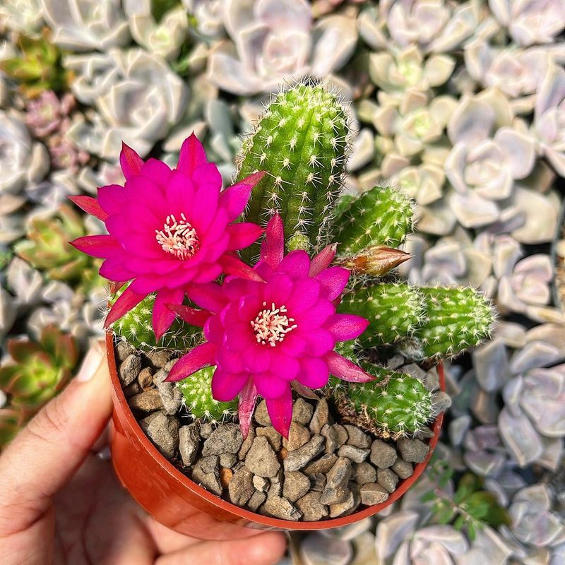 Cactus
