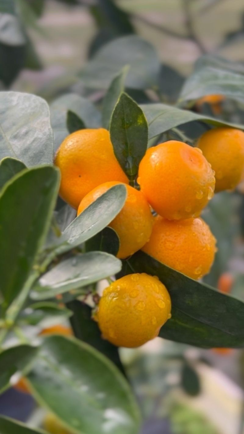 Calamondin Orange