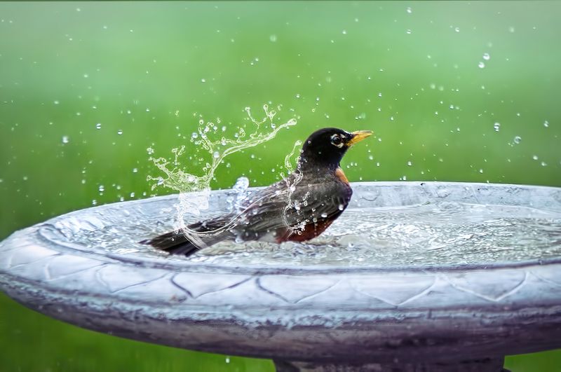 Birds Will Find Any Water Source