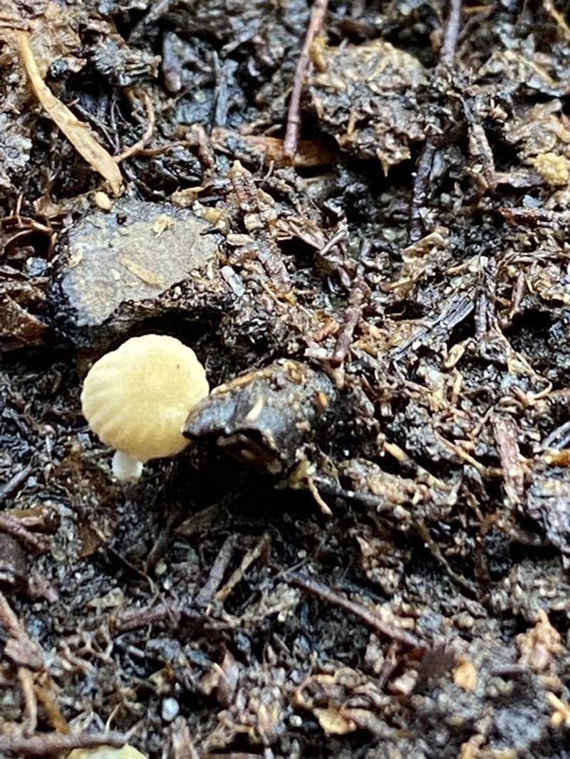Mushroom Compost