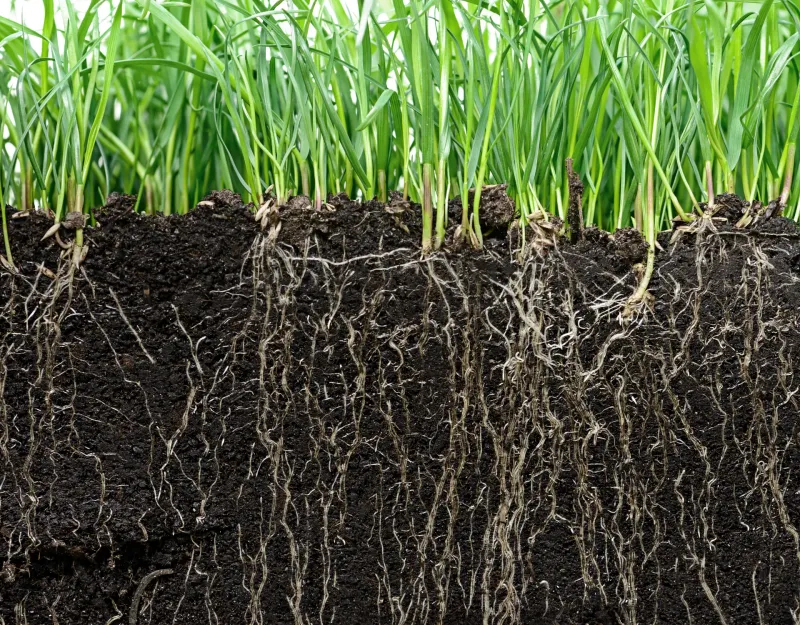 Reduced Beneficial Soil Microbes
