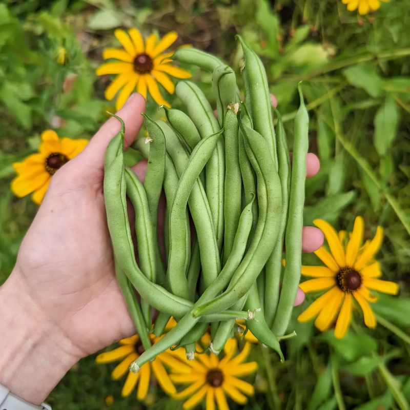 Blue Lake Beans
