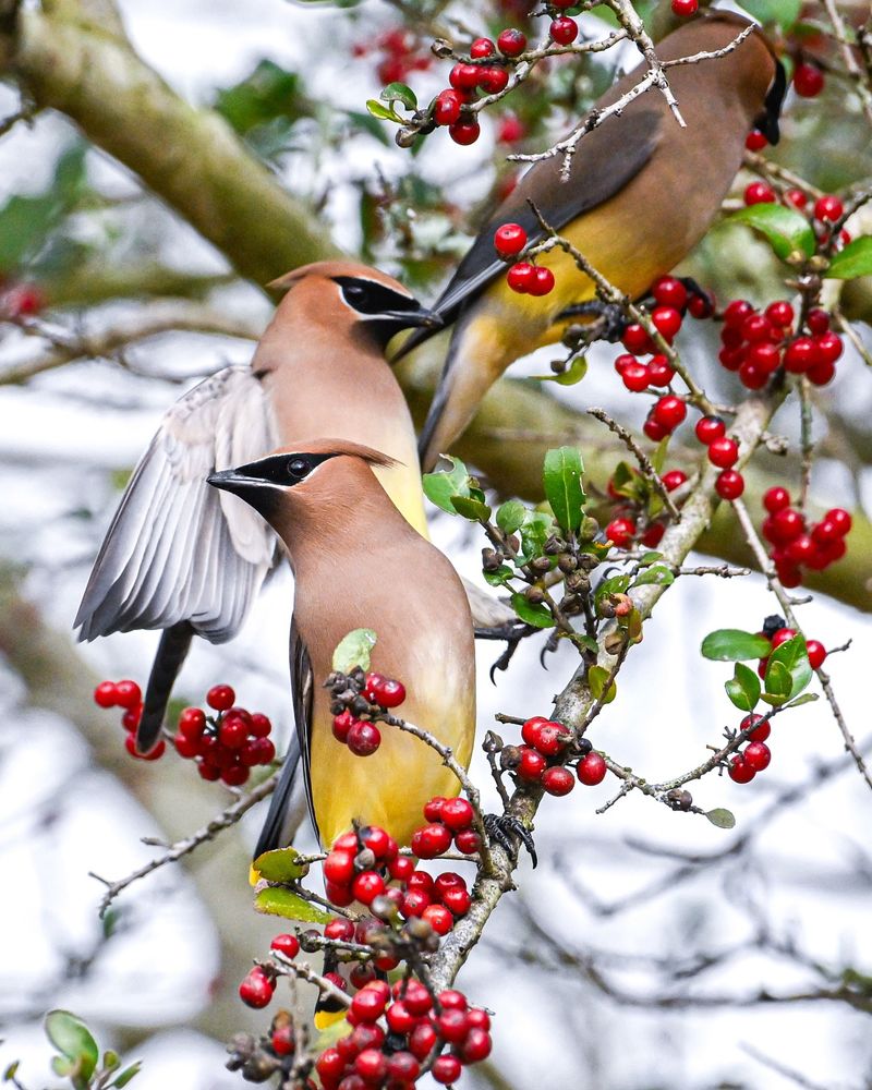 Cedar Waxwing