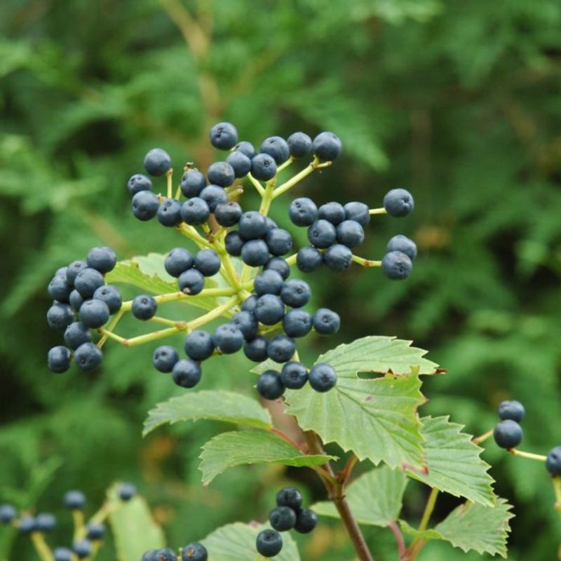 Viburnums
