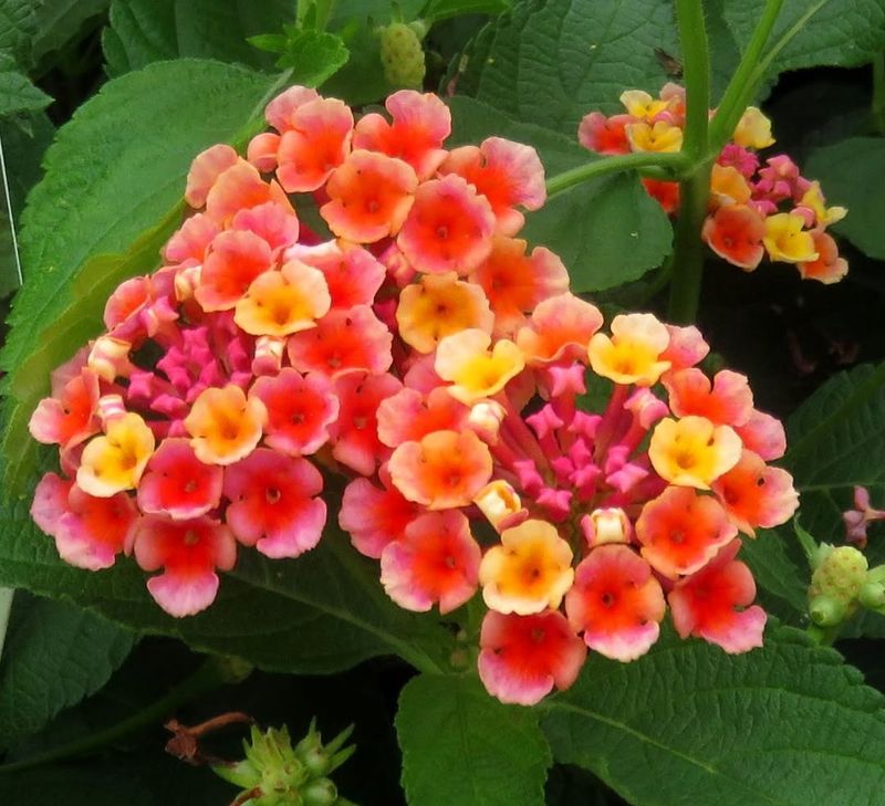 Lantana