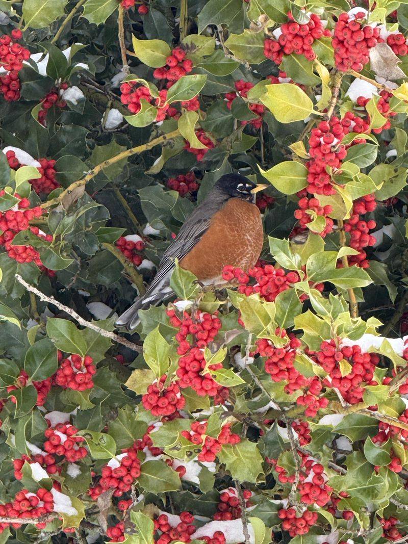 Holly (Ilex)