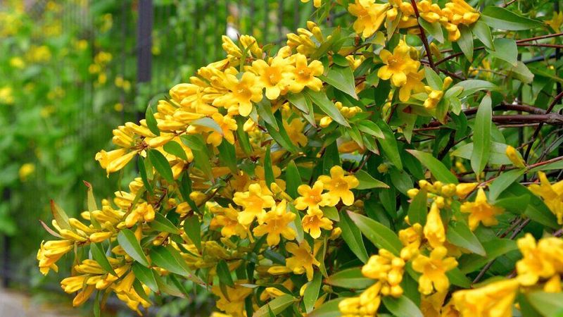 Carolina Jessamine