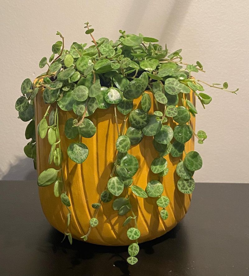 String Of Turtles