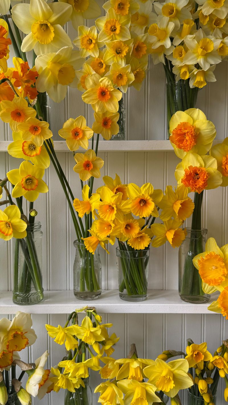Daffodils: Spring's Golden Trumpets